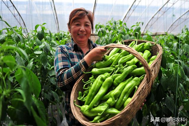 枯草芽孢杆菌这样使用，能治30多种病，用好了庄稼一季都不生病2