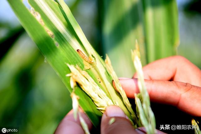 这个新药可一次性铲除青虫、蚜虫、粉虱、木虱害虫，用一次顶三遍6