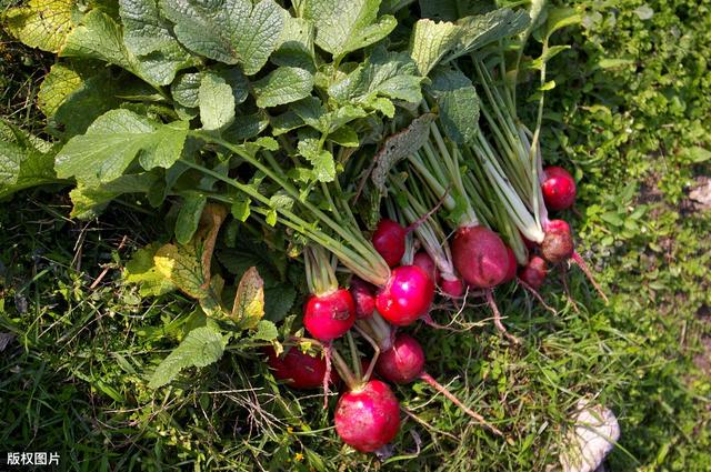 甜菜种植技术及病虫害防治，从根本上提高了甜菜的品质与质量