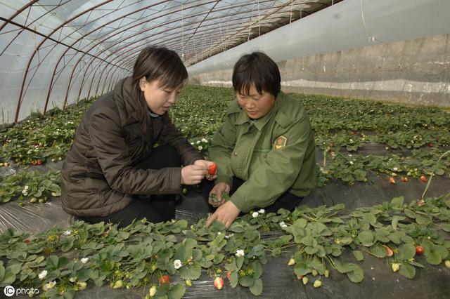 草莓芽枯病传播快、发病广、危害重，采取5项综合防治措施效果好7