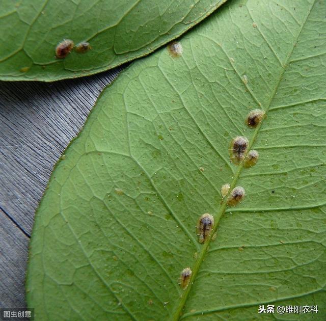 这个新药专治抗性红蜘蛛、介壳虫、白粉虱等害虫，用一次管2月