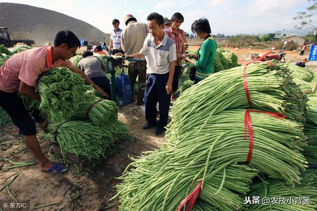 豆角蓟马易发生、繁殖快、危害重、防治难？如何能提高防治效果？3