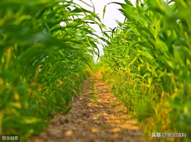 这个优秀除草剂能连封带杀，苗前苗后均可用，能除50多种杂草