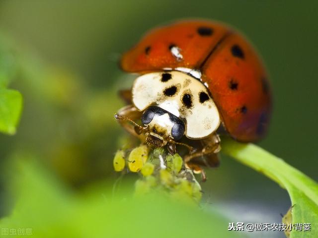 春季变暖，蚜虫即将爆发，掌握技巧早防早治，重防田间蚜虫危害16