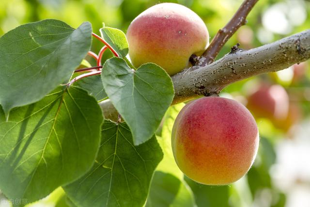 详解杏树栽培管理，来学学杏树播种、嫁接管理，病虫害防治7