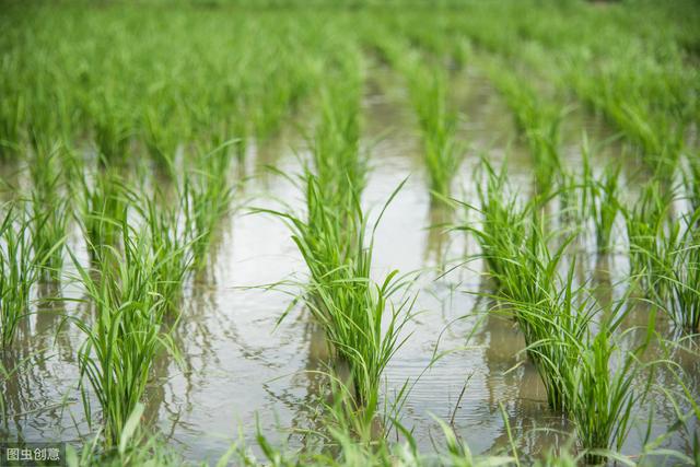 掌握水稻苗期常见的病害及防治方法，培育壮苗很简单4