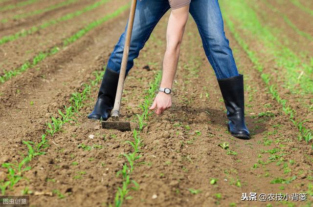 玉米苗前和苗后药物除草技巧多，这样既能轻松杀草又不会产生药害3