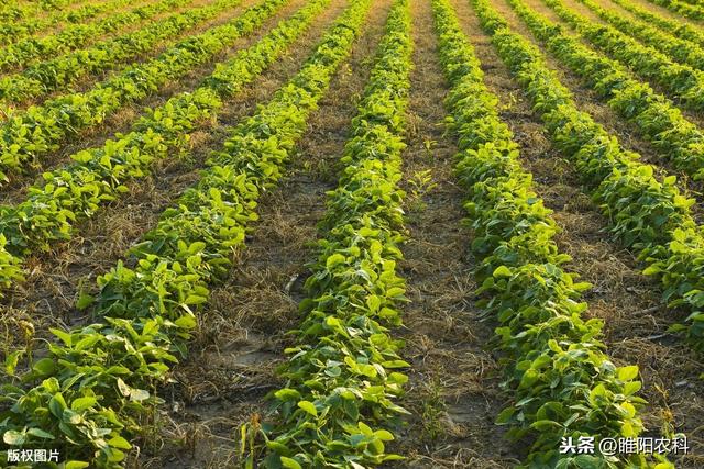 这个除草配方专治大豆、花生田恶性杂草，30分钟见效，2小时死草2