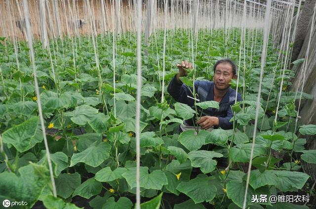 又一个新药上市，专治霜霉病、晚疫病，用一次管30天