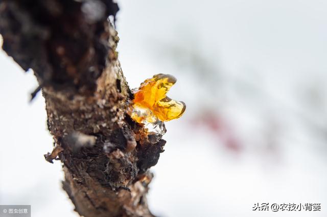 桃树流胶病年年发生、年年难防治，学会这些方法立体有效防治！2