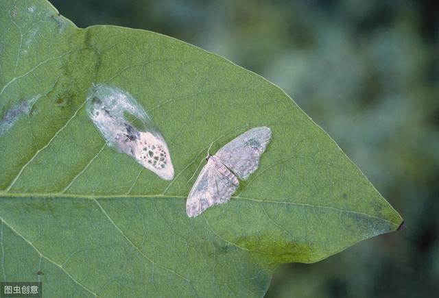 如何防治蔬菜夜蛾类害虫？茚虫威——高效持久、低毒低残留3