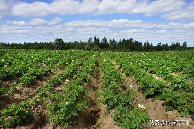 蔬菜烂根怎么办，科学避免4种烂根类型，综合管理3个角度解决它6