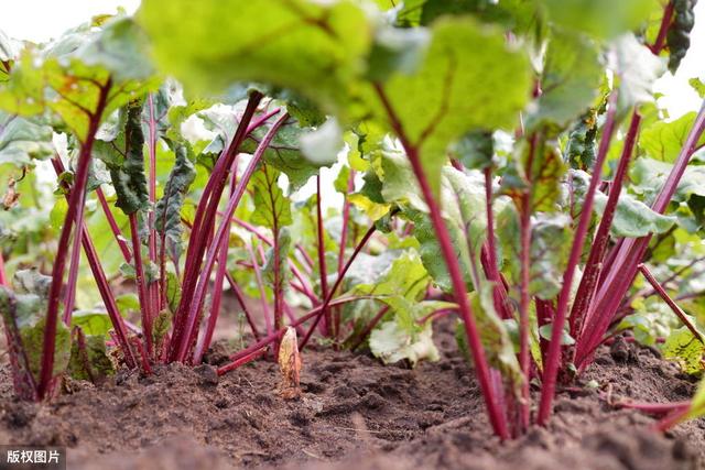 甜菜种植技术及病虫害防治，从根本上提高了甜菜的品质与质量4