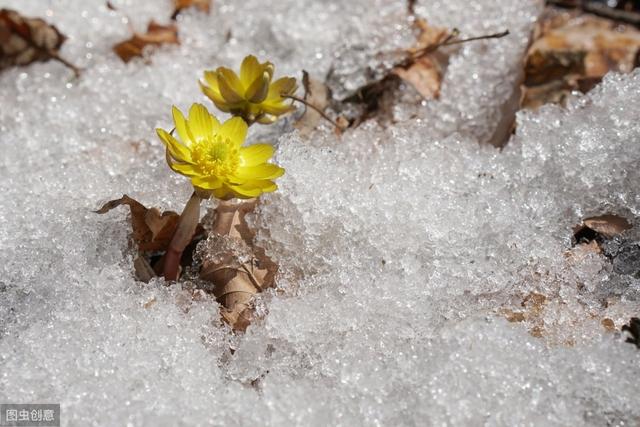 忘忧草就是黄花菜