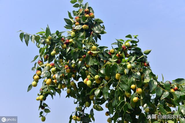 苏云金杆菌掌握这些内容，杀虫只需几分钟，持效期可达20天4