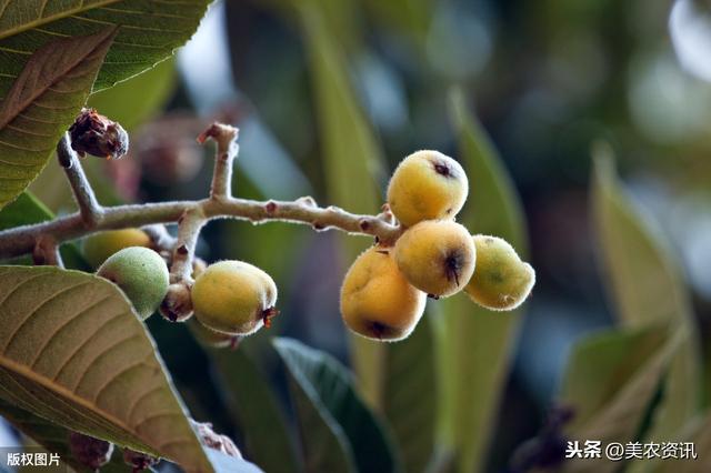 枇杷病虫害的发生特点及综合防治技术研究，早知早受益，建议收藏6