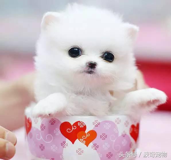 狗的介绍