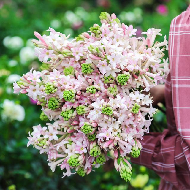 春天开的常见的花