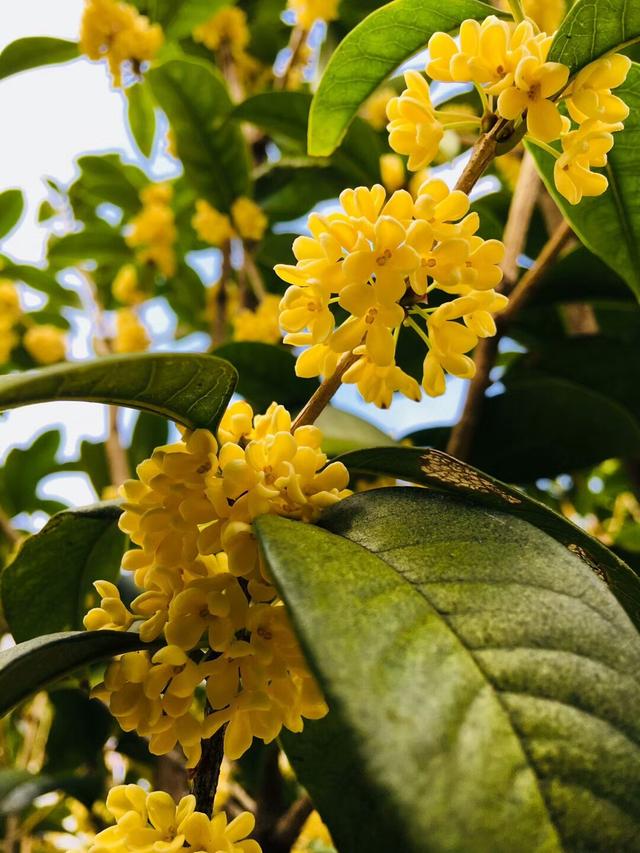 十二月花神 十二月花神（十二月花神杯） 生活