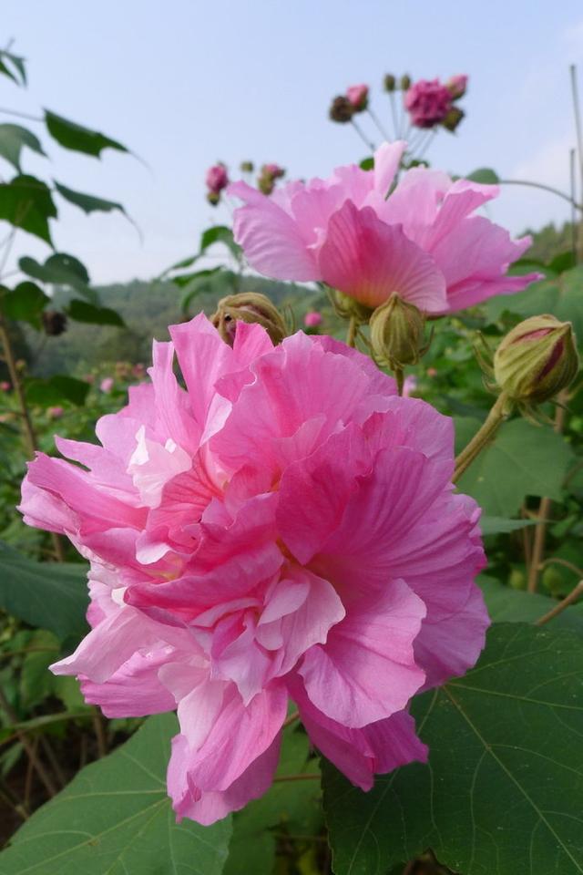 十二月花神 十二月花神（十二月花神杯） 生活