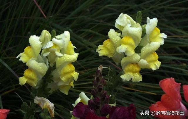 金鱼草花期 金鱼草花期（金鱼草花期多长） 生活