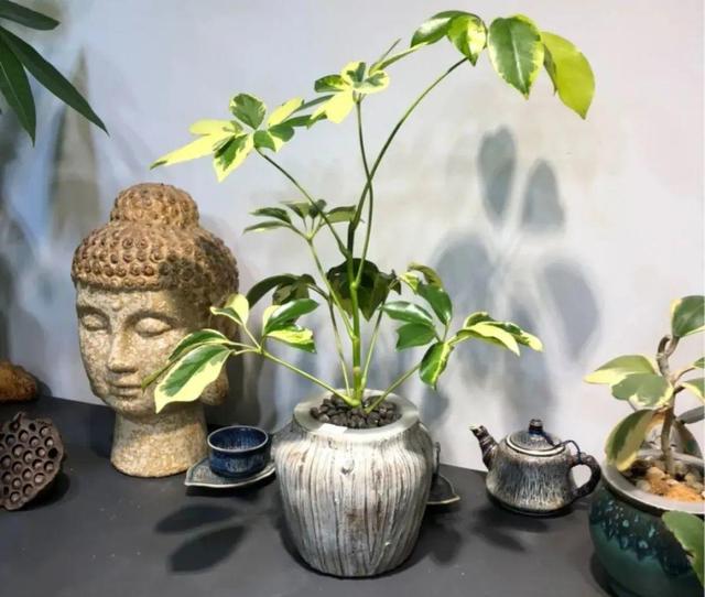 碰碰香有毒吗 碰碰香有毒吗（植物碰碰香有毒吗） 生活
