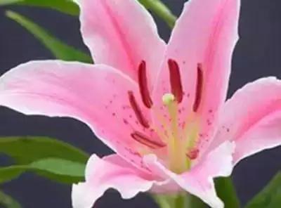 50种浪漫鲜花花语大全 50种浪漫鲜花花语大全（50种浪漫鲜花花语大全图片） 生活
