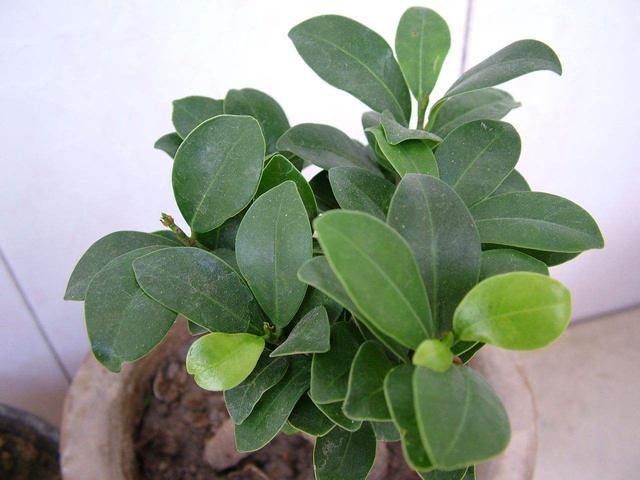 大叶黄杨图片大叶黄杨图片高清