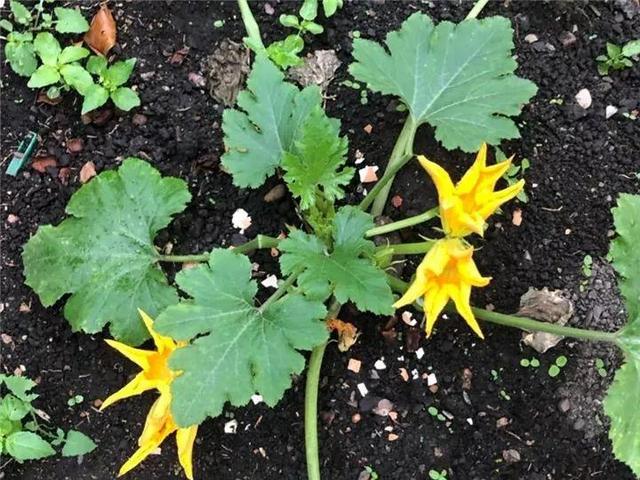 能磨芝麻核桃破碎机