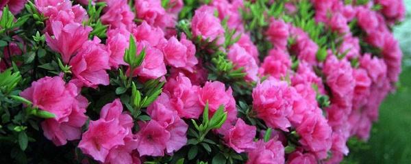 毛鹃 毛鹃（毛鹃花期） 生活