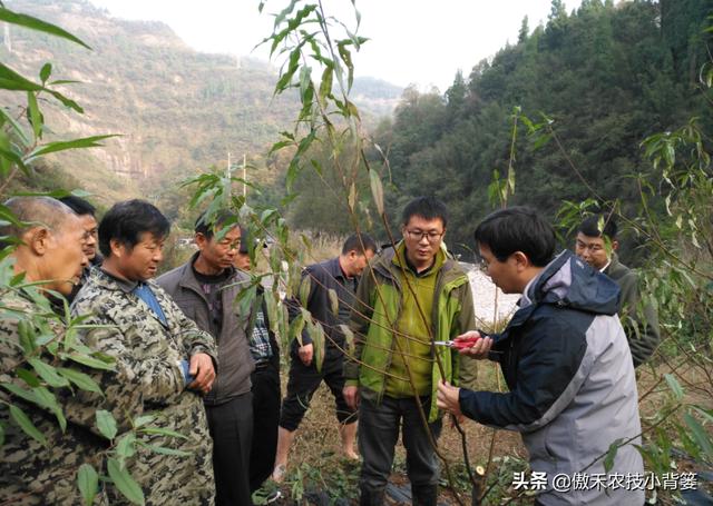 桃树带叶秋剪促花芽！什么时间修剪合适？如何修剪效果最好？3