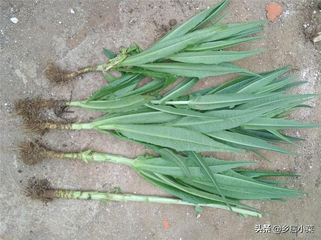 油麦菜细茎中空、抽薹？通过加强土壤间作套种等管理，延长采收期4