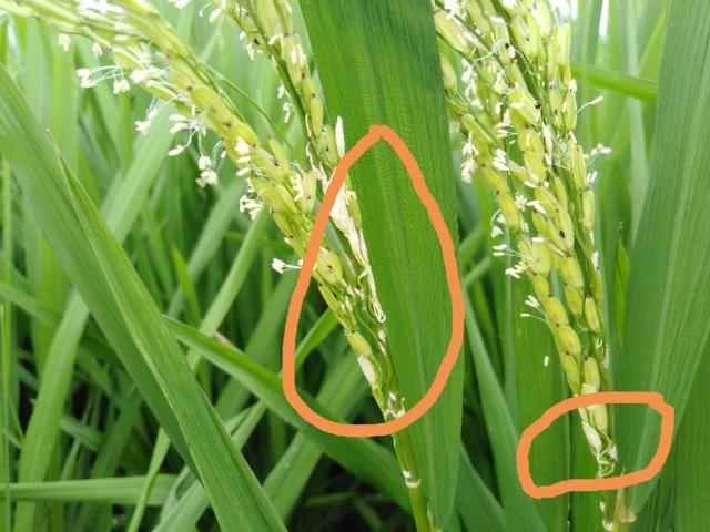 水稻始穗期发生穗颈瘟，用农药防治有药害残留吗？如何正确用药？4