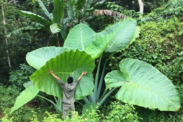 天南星科植物
