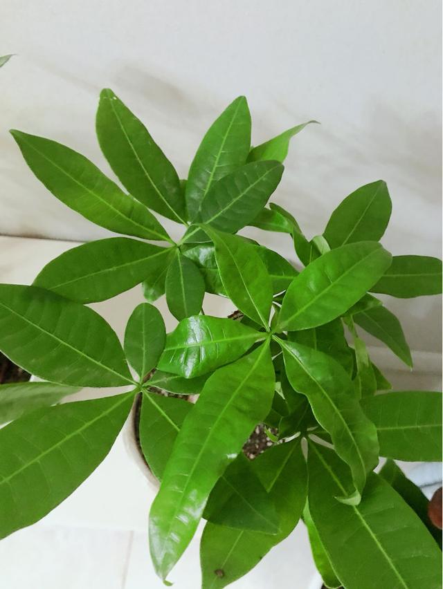 观赏植物