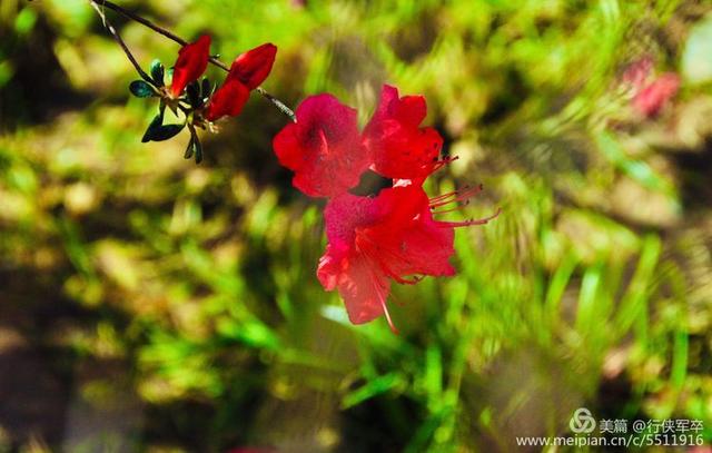 杜鹃花语