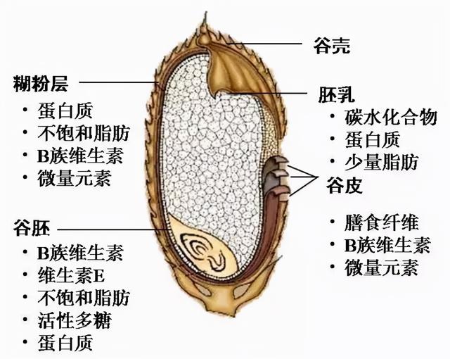 素的谷皮,糊粉层和谷胚,只留下碳水化合物含量占70%以上的胚乳部分,在