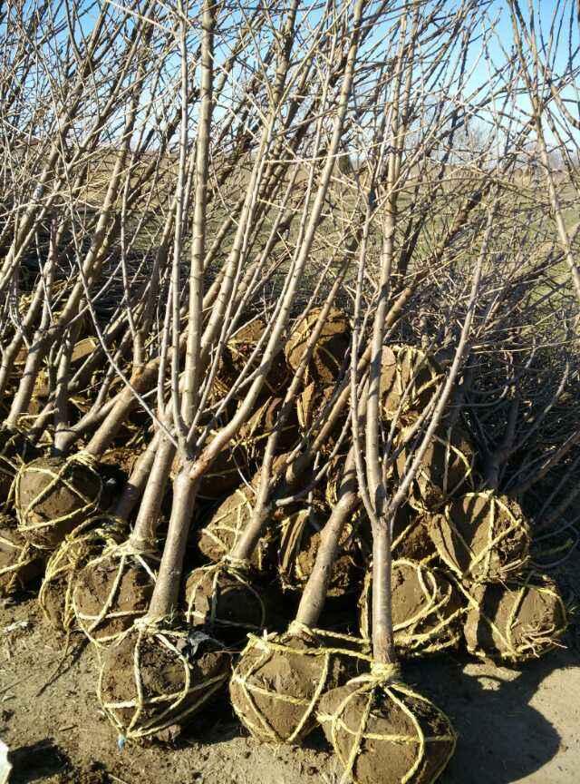 黑珍珠樱桃