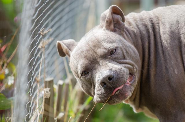 比特犬斗狗视频