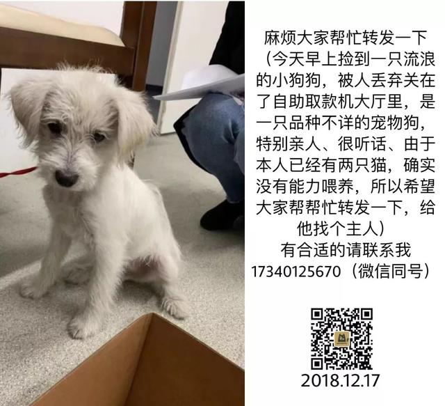 成都宠物猫领养 成都宠物猫领养（免费领养猫咪） 动物