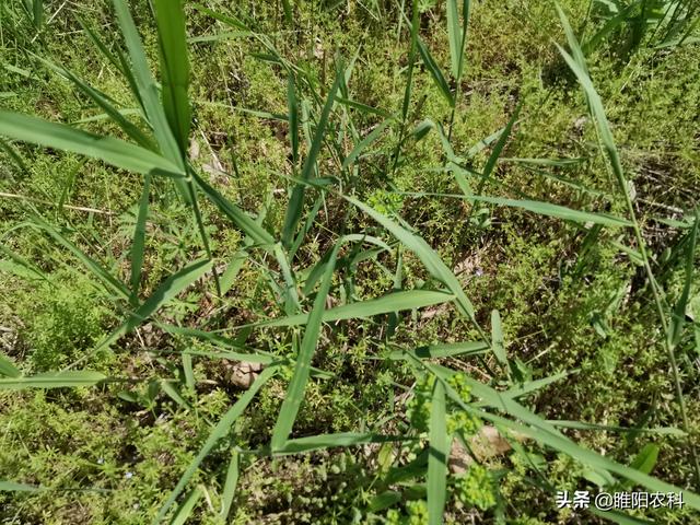 防治芦苇草，用这几种方法，能将芦苇连根杀死