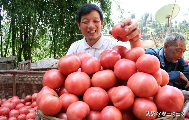 一个办法，解决白菜，番茄，小麦，花生**害虫危害问题，效果好5