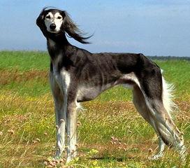 saluki