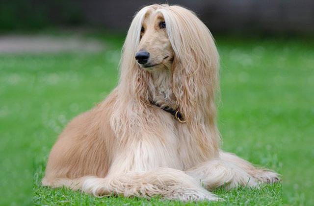 阿富汗猎犬别称:罗丝贝林梗贝林顿梗犬别称:指示犬波音达猎犬别称