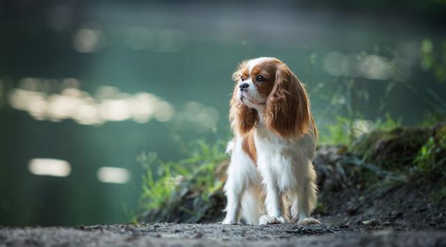 骑士查理王猎犬