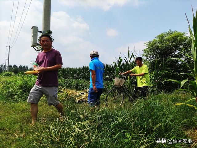 农田10大顽固杂草，有些还是外来入侵物种，彻底铲除需讲究窍门9