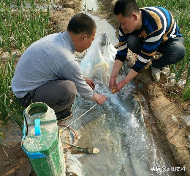 用这个配方防治大蒜根蛆，5小时见死虫，24小时死虫率达到95%以上3