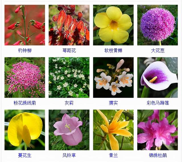 观花植物 观花植物（木本观花植物） 生活