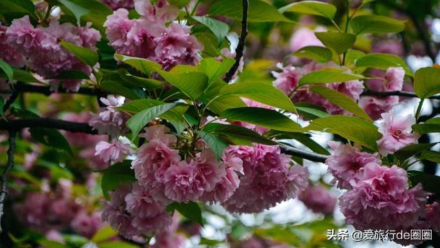 新宿御苑 繁华闹市里美得不可思议的公园 全网搜