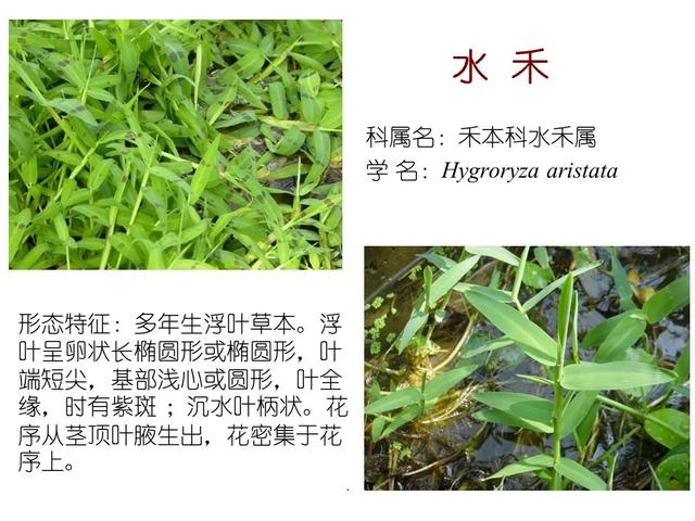 水生植物 水生植物（水生植物种植施工方案） 生活